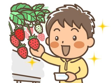 漫画里种草莓什么意思缩略图