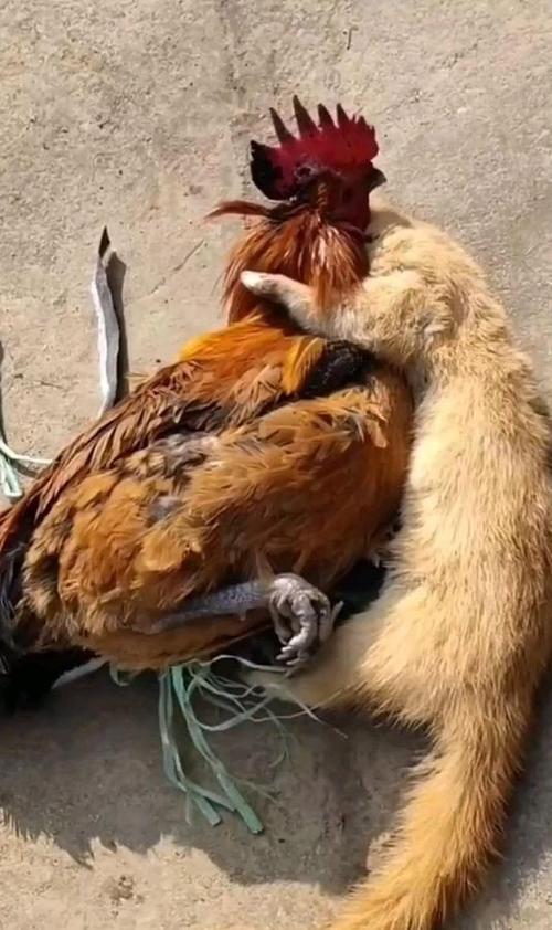黄鼠狼咬死的鸡煮熟了可不可以吃图标