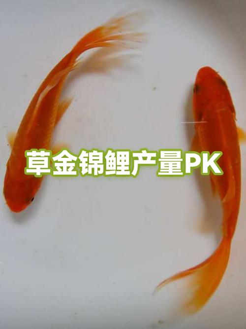 锦鲤养殖前景和利润缩略图