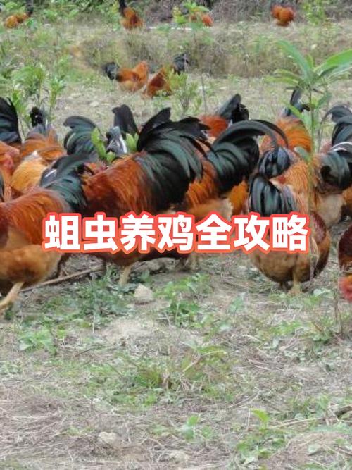 自己养鸡喂什么最好缩略图