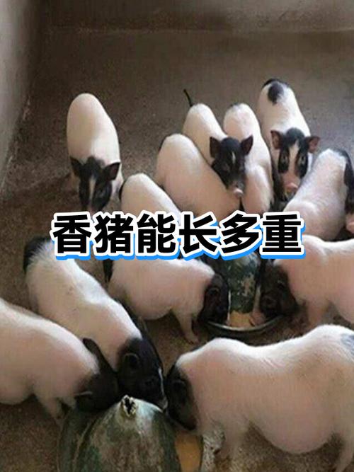 60斤至70斤的小猪多少钱一只缩略图
