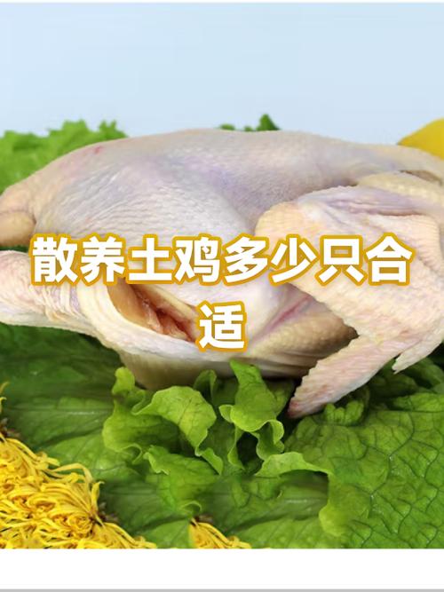 散养土鸡一平方能养多少只鸡?缩略图
