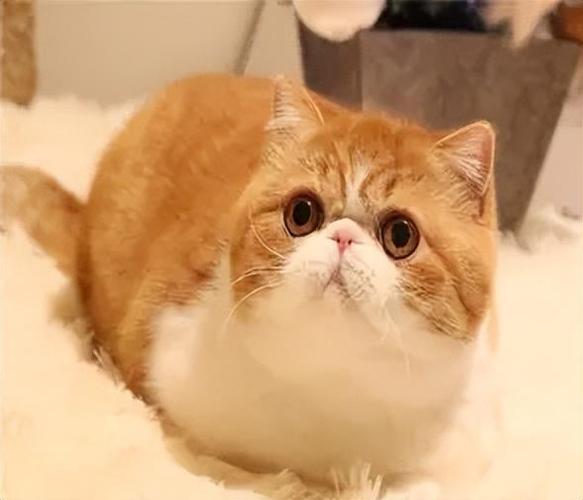 猫是不是冥殿使者缩略图