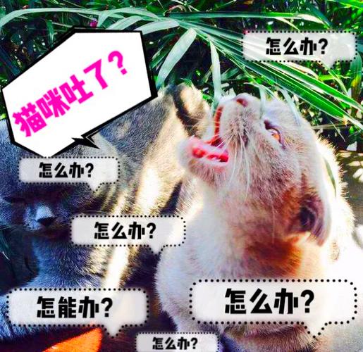 猫咪呕吐最快解决办法缩略图