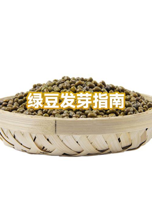 放了几年的绿豆能发豆芽吗图标