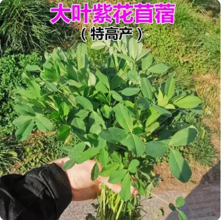 苜蓿草大叶好还是小叶好缩略图