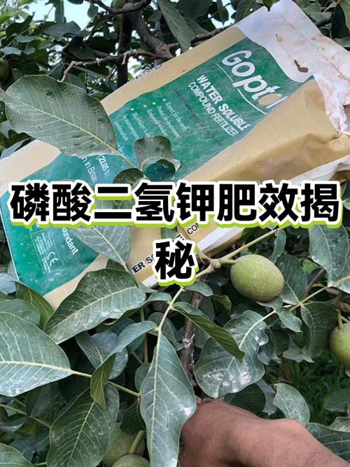 磷酸二氢钾肥料的作用与功效缩略图
