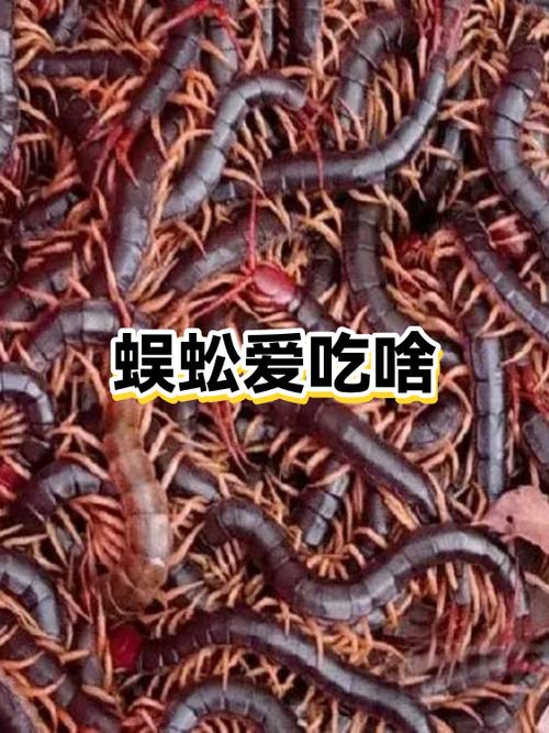 盗墓:四翅蜈蚣,开局一只图标