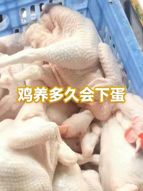 饲料鸡养多久下蛋成土鸡了缩略图