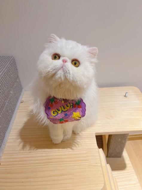加菲猫寿命一般多少年缩略图