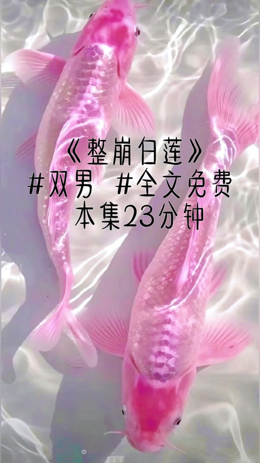 穿成白莲太子妃后全文免费阅读缩略图