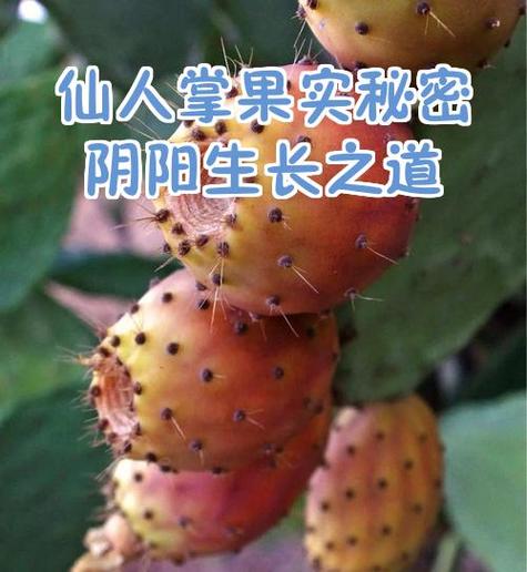仙人掌果有没有毒游戏截图