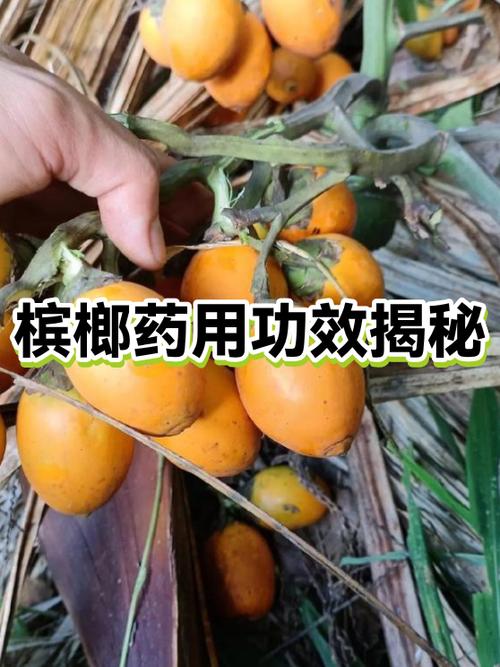 2027年槟榔会淘汰吗缩略图