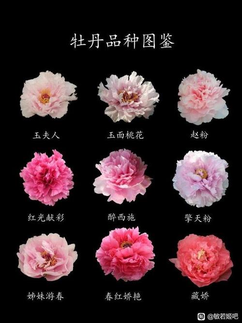 牡丹品种哪种最稀有缩略图