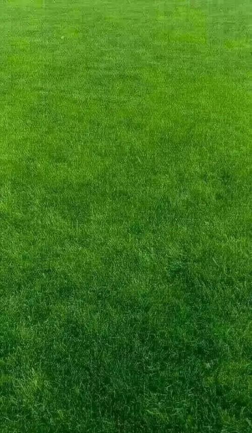 和微信聊天框一样颜色的绿色游戏截图