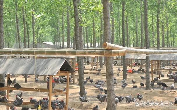 散养鸡赚钱还是建鸡舍养鸡赚钱缩略图
