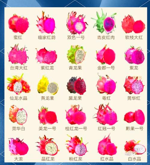 白色火龙果和红色有什么区别缩略图