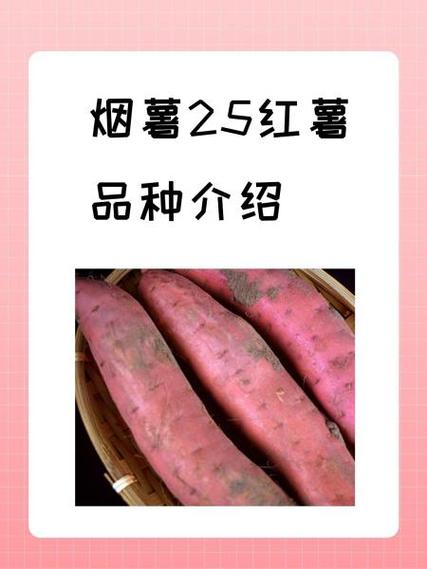 徐薯25红薯品种介绍游戏截图