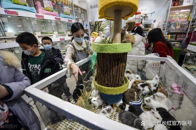 宠物行业有哪些生意可以做图标