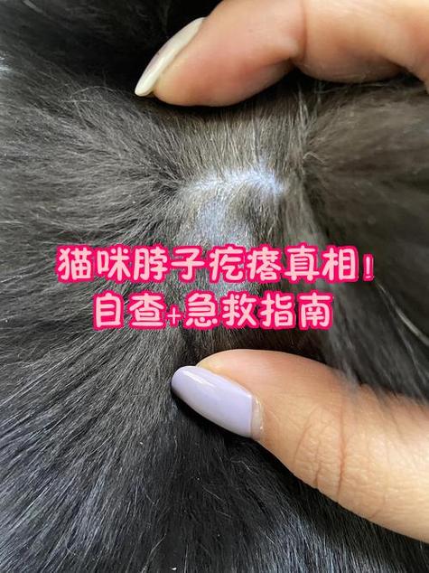 猫咪右边脖子有个硬疙瘩缩略图