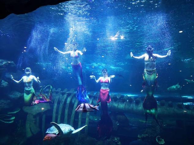 水族馆美人鱼怎样训练缩略图