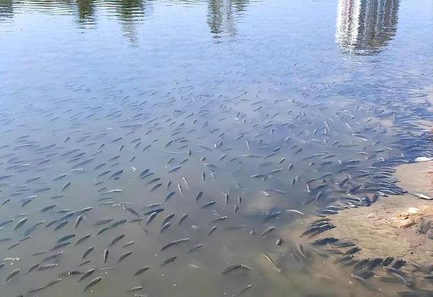 鱼都在河里跳出来是什么意思图标