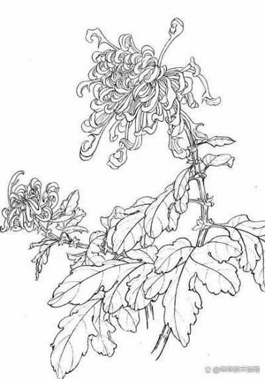 菊花怎么画简单又好看图标