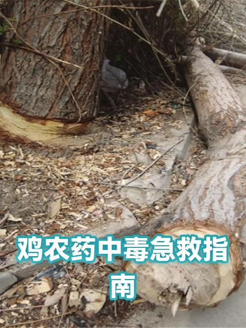 鸡吃什么会中毒死亡图标