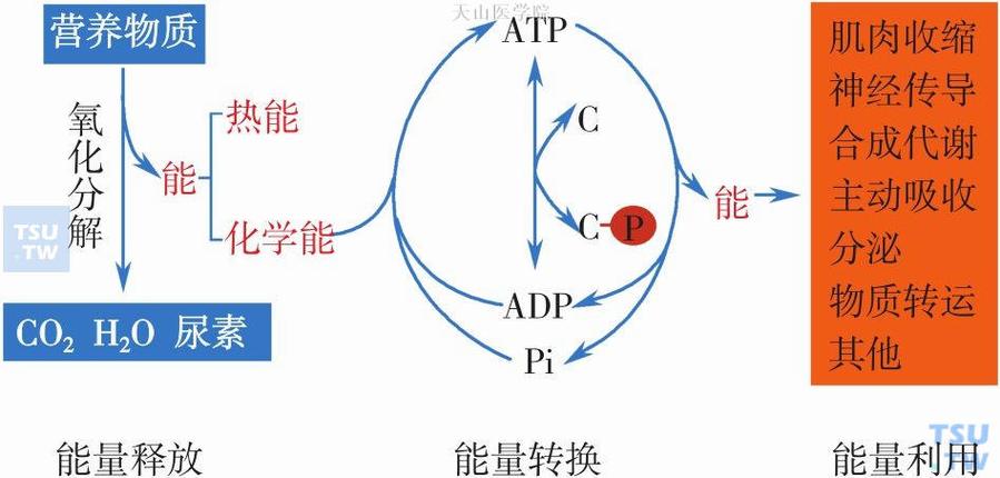 能量的转化和转移都具有什么缩略图