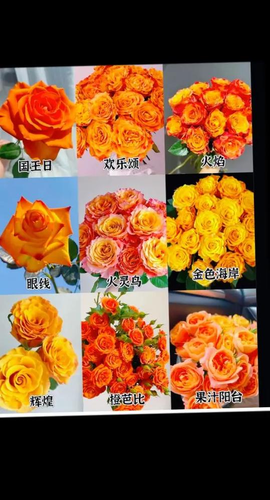 橙色玫瑰代表的含义缩略图