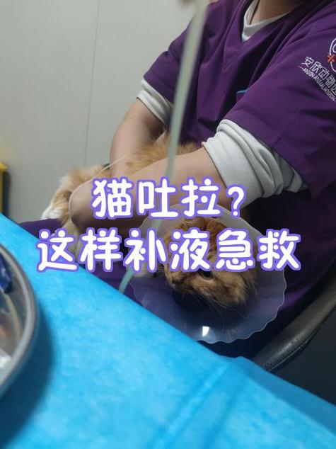 猫咪呕吐的解决办法游戏截图