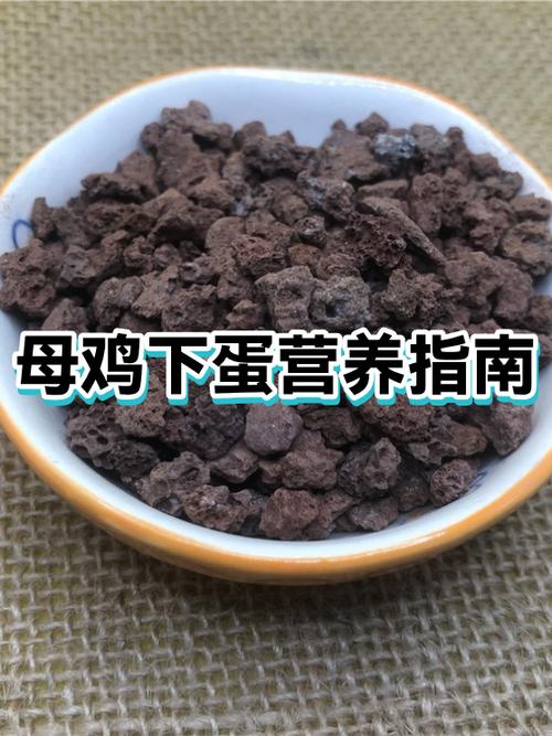 母鸡吃什么肯下蛋缩略图