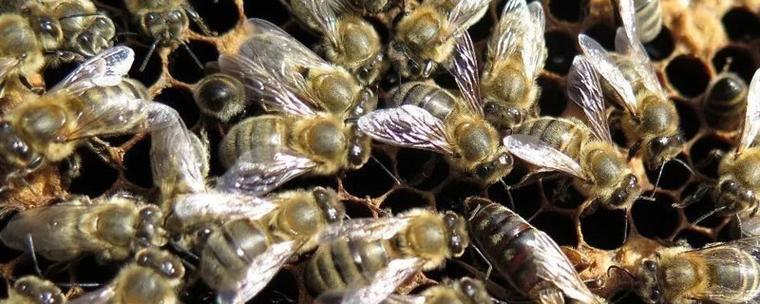 蜜蜂白垩病怎样根治缩略图