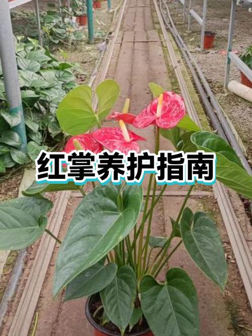 红掌大叶子还是小叶品种好养游戏截图