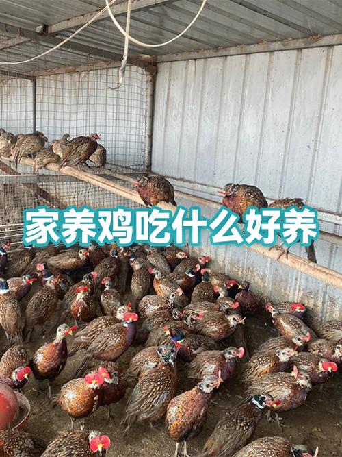 自家养鸡喂什么好缩略图