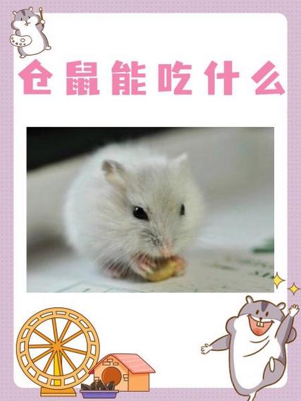 仓鼠吃什么会中毒死亡缩略图
