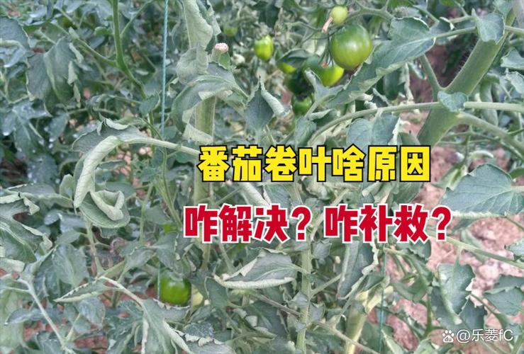 番茄叶子往下卷是什么原因缩略图