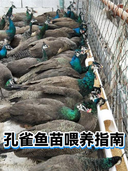 孔雀鱼吃黑壳虾卵孵出来的小虾吗图标