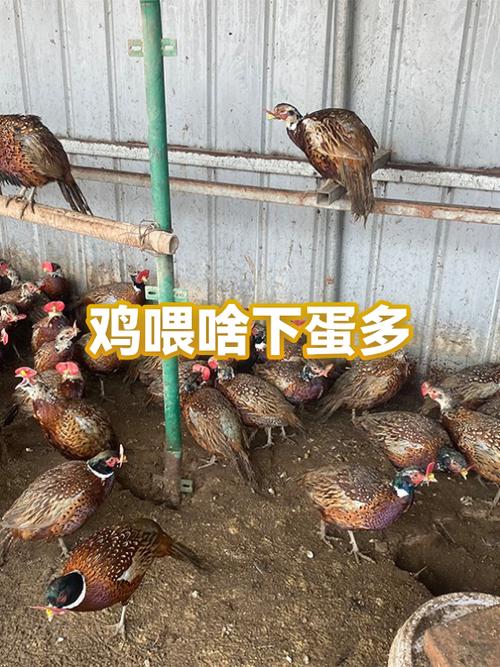 鸡吃什么下蛋最快最多缩略图
