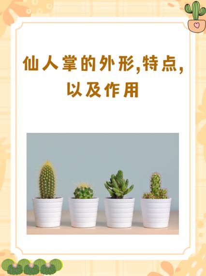 仙人掌的特点外貌缩略图