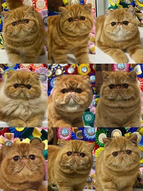 一只加菲猫要多少钱图标
