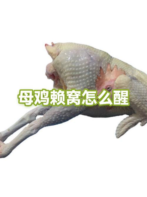 母鸡醒窝最快土办法缩略图