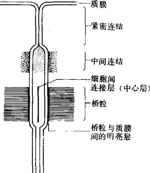 动物细胞间的连接主要有哪四种形式缩略图