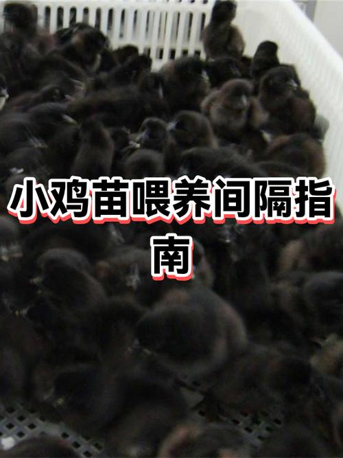 刚出生的小鸡一天喂几次游戏截图