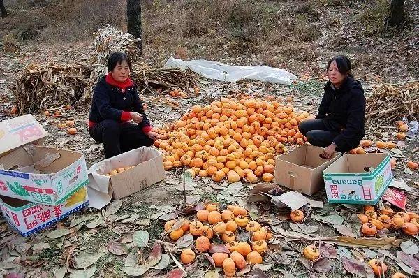 柿饼坏了吃了会中毒吗缩略图