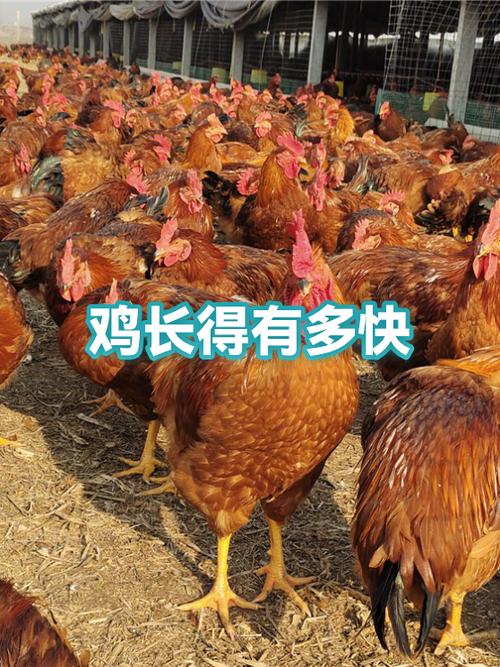 养鸡喂什么长得快缩略图