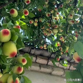 触摸模拟器下载桃子移值图标