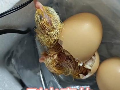 刚出壳小鸡最怕三种水缩略图