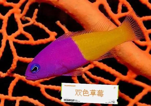 鱼可以和草莓一起吃吗缩略图