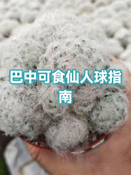 仙人掌的食用禁忌游戏截图